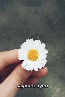 Cúc Họa Mi Và Mùa Hạ