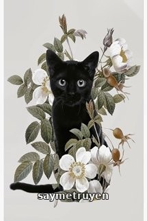 Mèo