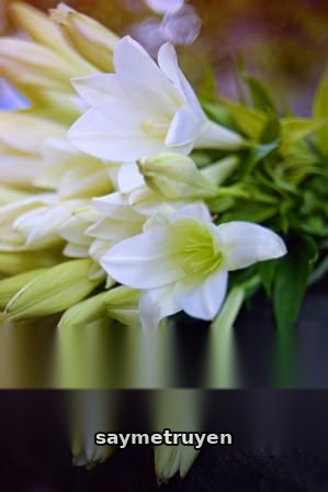 Mùa Hoa Loa Kèn Nở Rực Rỡ